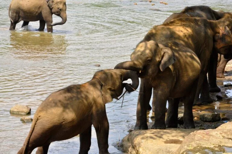 Pinnawala Elephant Orphanage