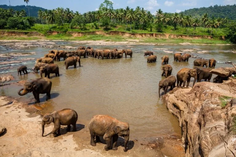 Sri Lanka elephants