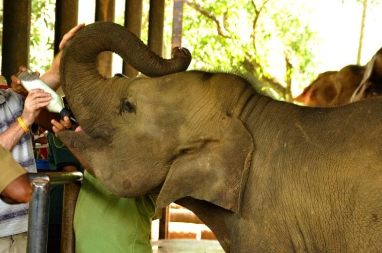 Pinnawala elephants